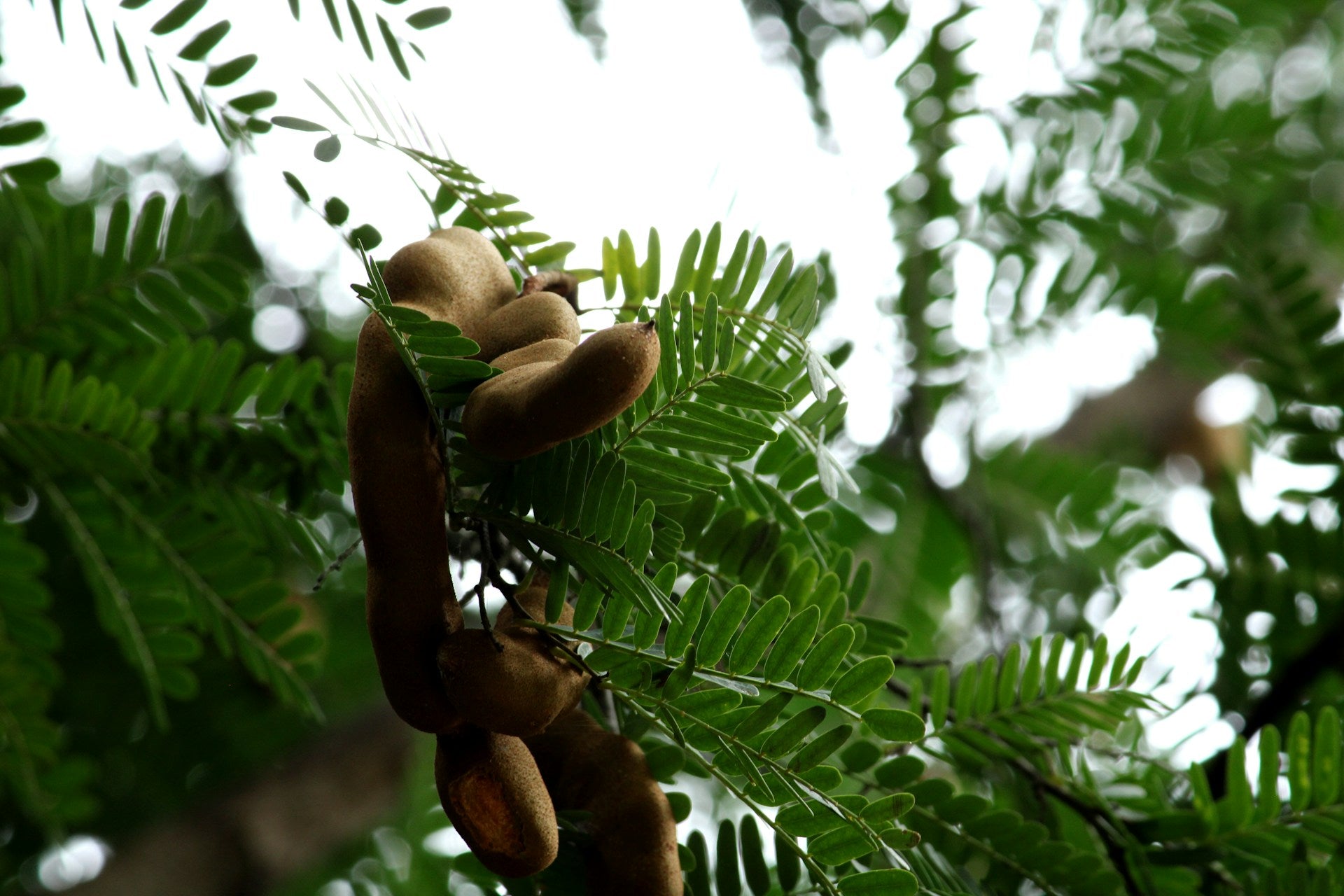 Why Does My Tamarind Chutney Taste Bitter?